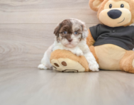5 week old Shih Poo Puppy For Sale - Simply Southern Pups