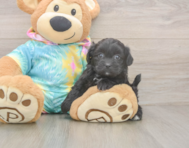 5 week old Shih Poo Puppy For Sale - Simply Southern Pups
