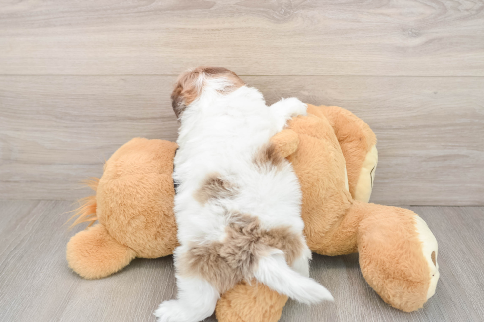 Friendly Shih Poo Baby