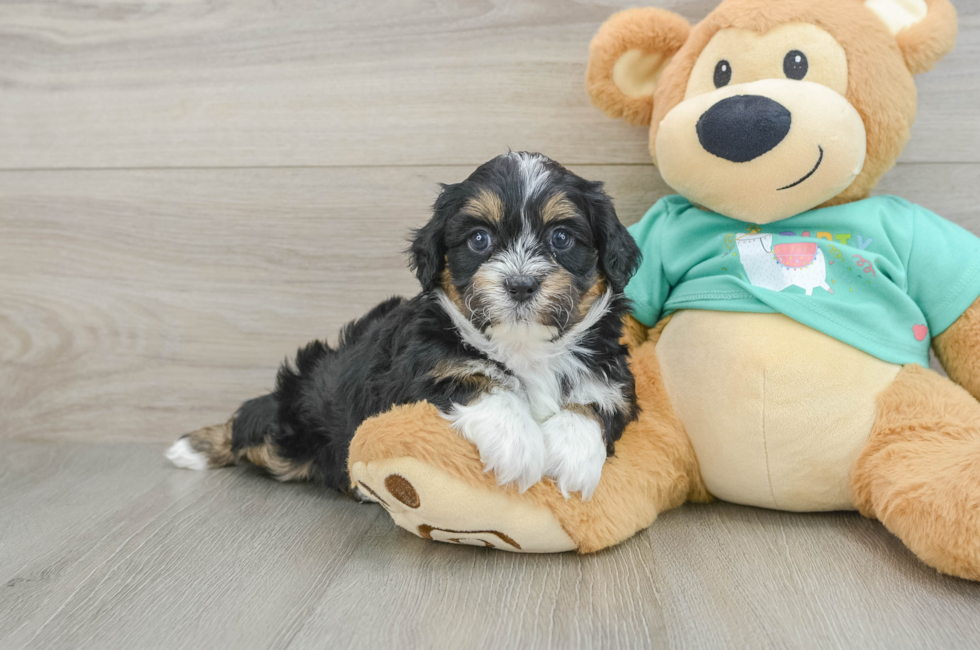 5 week old Shih Poo Puppy For Sale - Simply Southern Pups