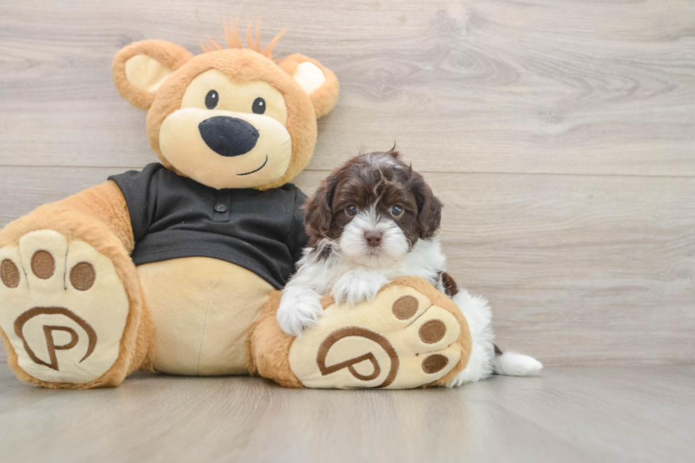 Popular Shih Poo Poodle Mix Pup