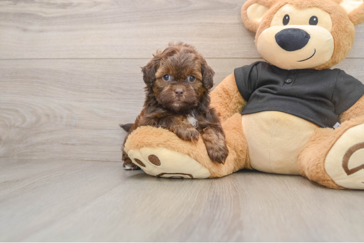 Shih Poo Pup Being Cute
