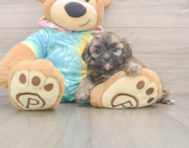 5 week old Shih Poo Puppy For Sale - Simply Southern Pups