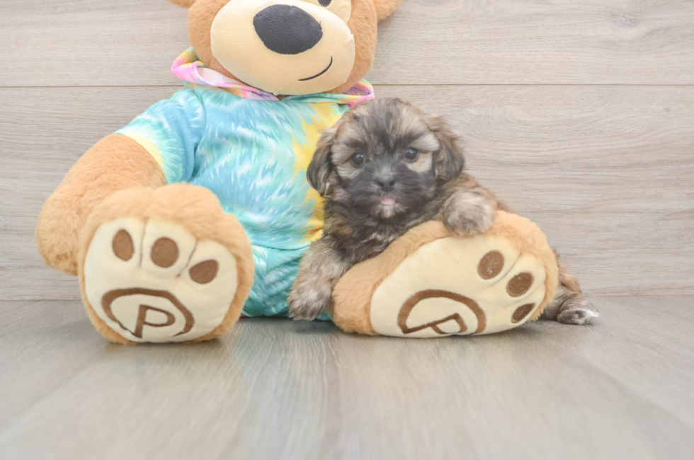 6 week old Shih Poo Puppy For Sale - Simply Southern Pups