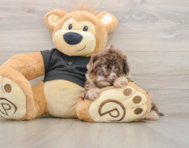 6 week old Shih Poo Puppy For Sale - Simply Southern Pups