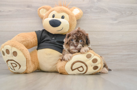 Smart Shih Poo Poodle Mix Pup