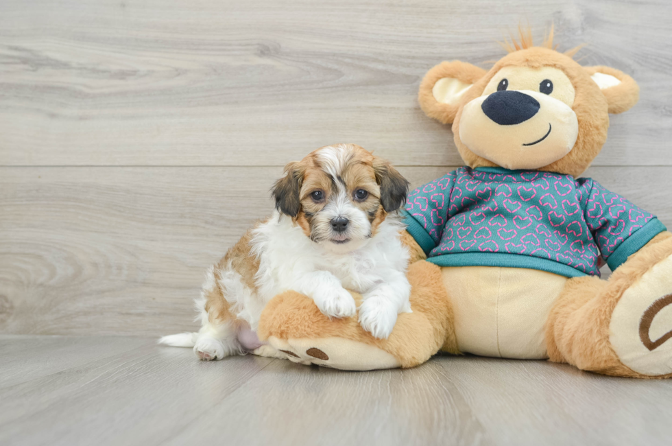 6 week old Shih Poo Puppy For Sale - Simply Southern Pups