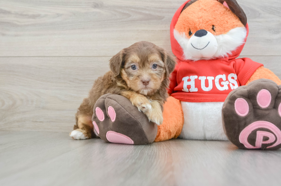 6 week old Shih Poo Puppy For Sale - Simply Southern Pups