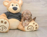 6 week old Shih Poo Puppy For Sale - Simply Southern Pups