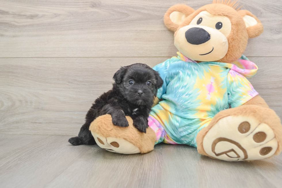 Friendly Shih Poo Baby