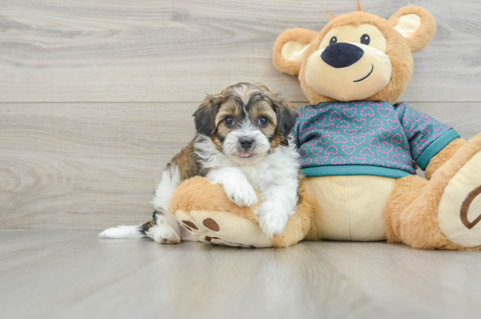 6 week old Shih Poo Puppy For Sale - Simply Southern Pups