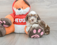 8 week old Shih Poo Puppy For Sale - Simply Southern Pups