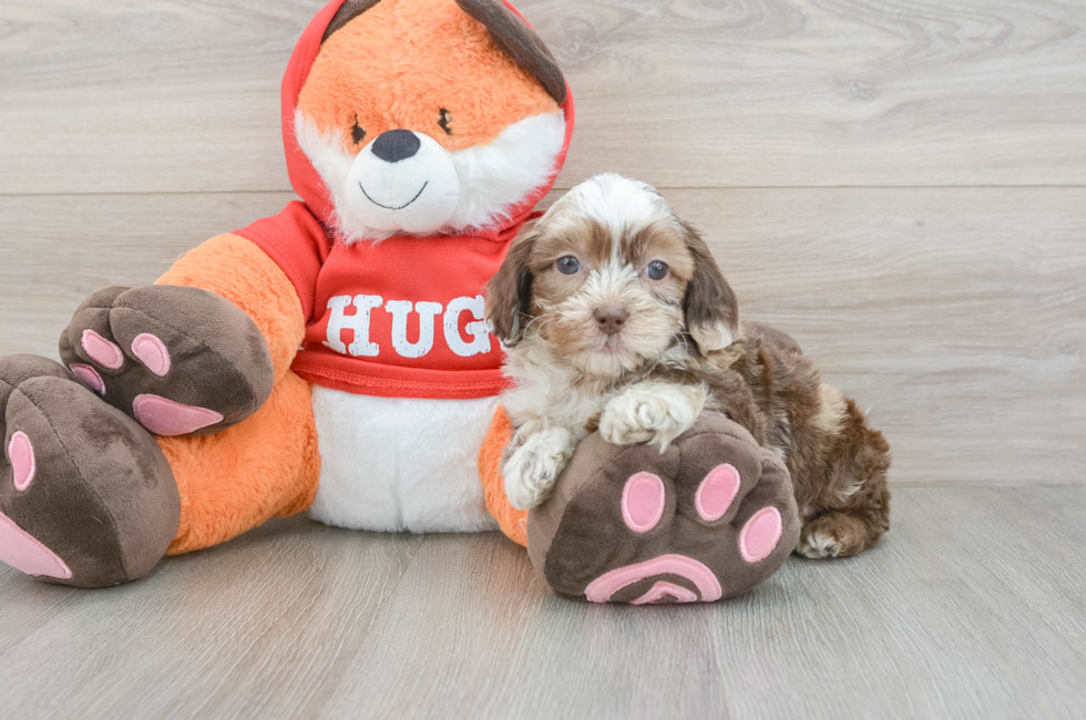 6 week old Shih Poo Puppy For Sale - Simply Southern Pups