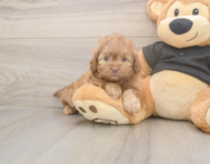 6 week old Shih Poo Puppy For Sale - Simply Southern Pups
