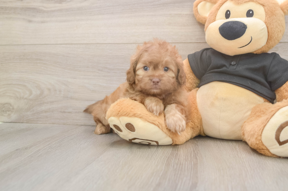 5 week old Shih Poo Puppy For Sale - Simply Southern Pups