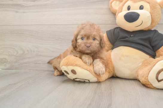 5 week old Shih Poo Puppy For Sale - Simply Southern Pups Shih Poo Pup Being Cute