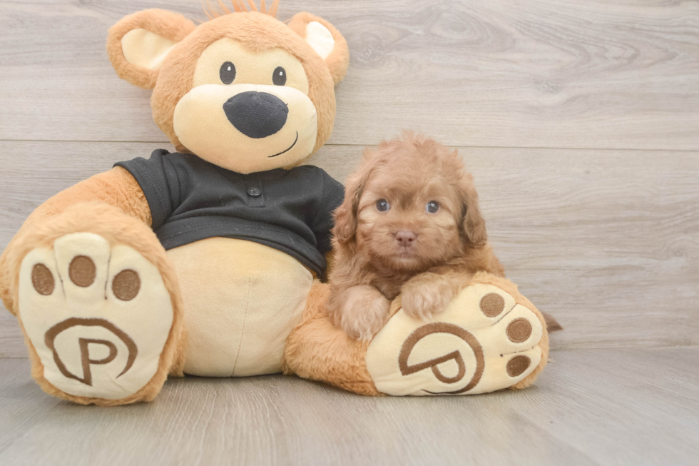 Little Shih Poo Poodle Mix Puppy