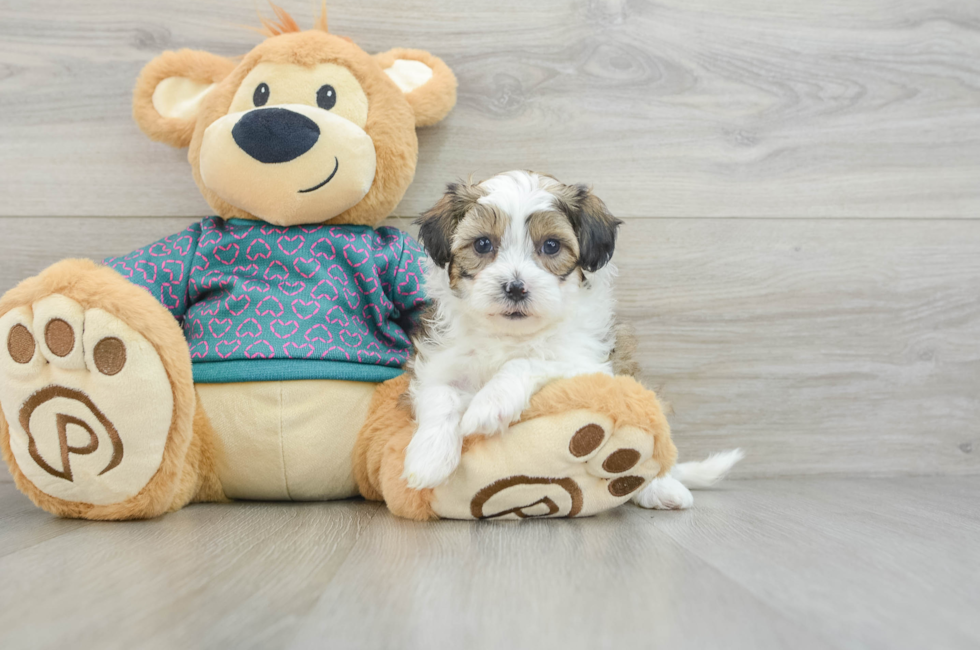 6 week old Shih Poo Puppy For Sale - Simply Southern Pups