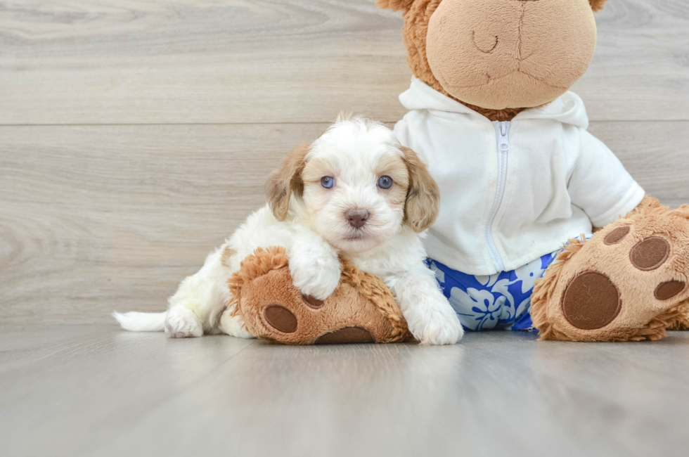 7 week old Shih Poo Puppy For Sale - Simply Southern Pups