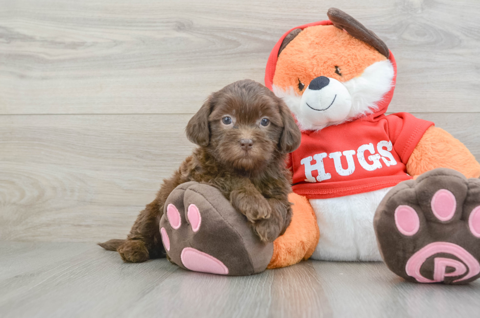 6 week old Shih Poo Puppy For Sale - Simply Southern Pups