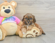 8 week old Shih Poo Puppy For Sale - Simply Southern Pups