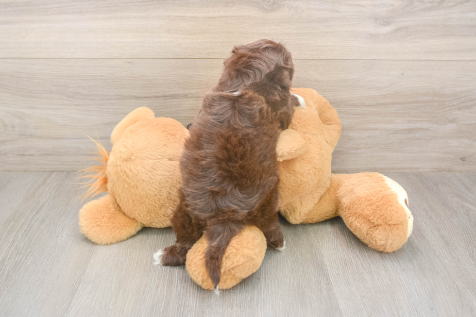 Hypoallergenic Shih Poo Poodle Mix Puppy