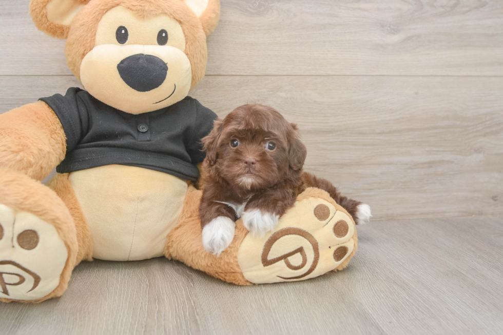 Petite Shih Poo Poodle Mix Pup