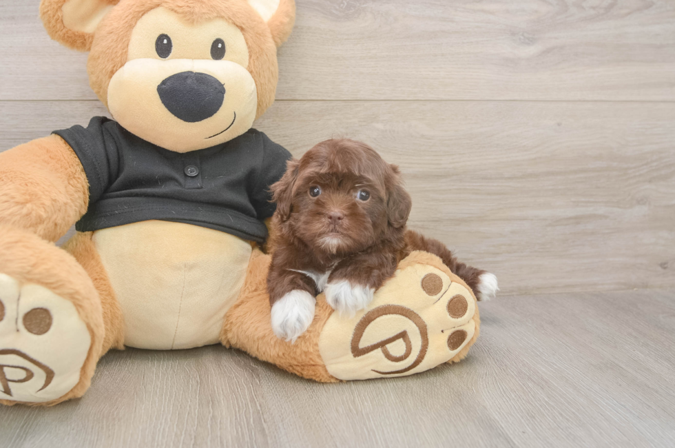 5 week old Shih Poo Puppy For Sale - Simply Southern Pups