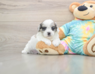 6 week old Shih Poo Puppy For Sale - Simply Southern Pups