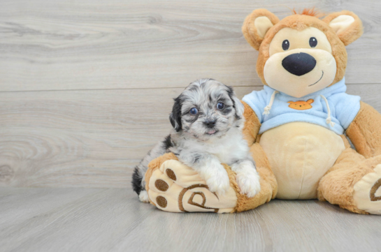 Energetic Shihpoo Poodle Mix Puppy