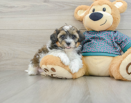 8 week old Shih Poo Puppy For Sale - Simply Southern Pups