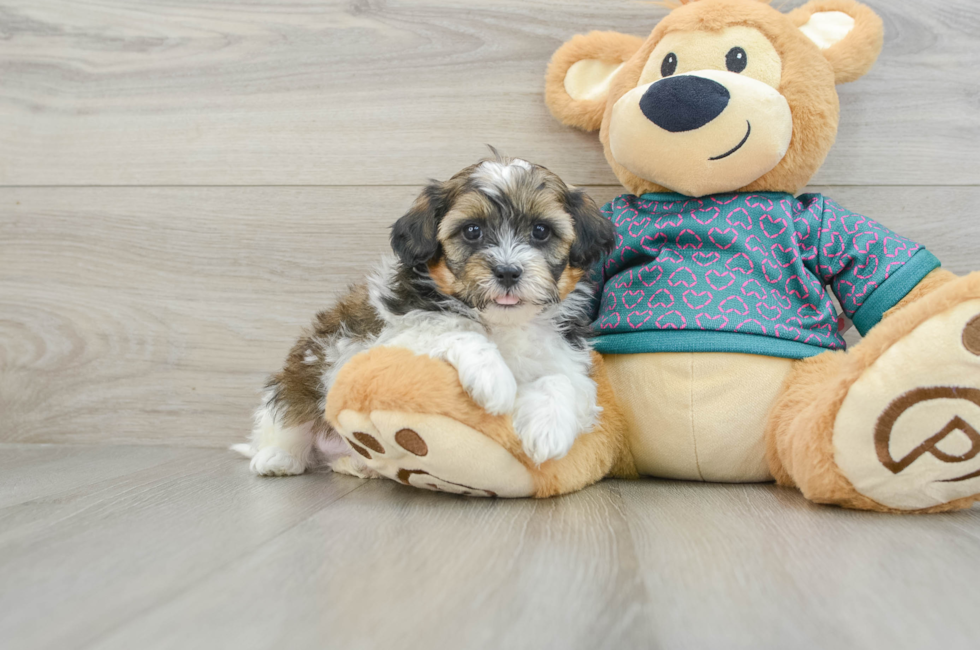 6 week old Shih Poo Puppy For Sale - Simply Southern Pups