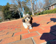 10 week old Shih Poo Puppy For Sale - Simply Southern Pups