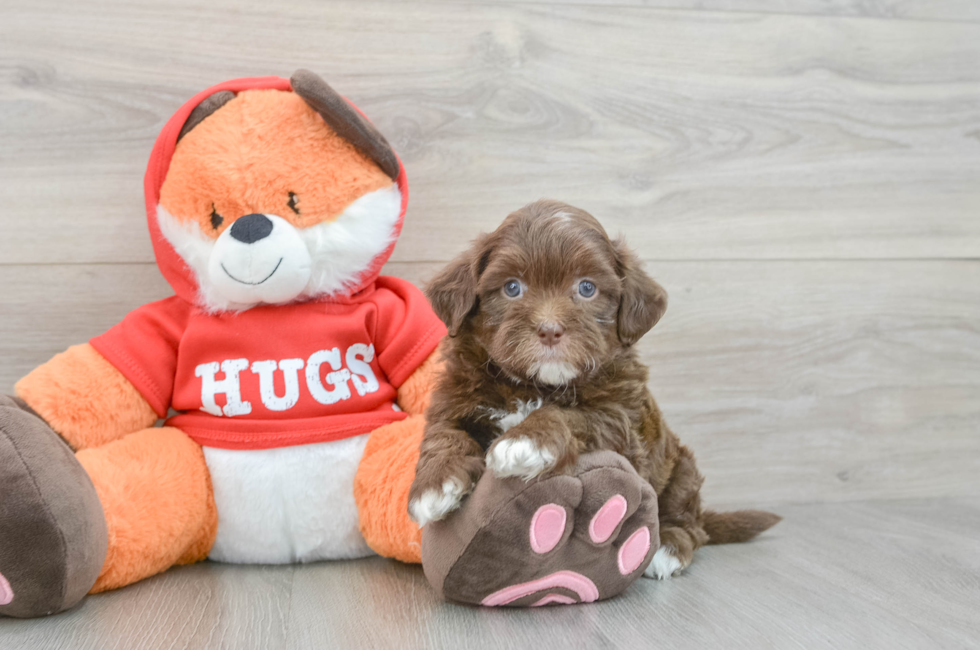 6 week old Shih Poo Puppy For Sale - Simply Southern Pups