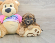9 week old Shih Poo Puppy For Sale - Simply Southern Pups