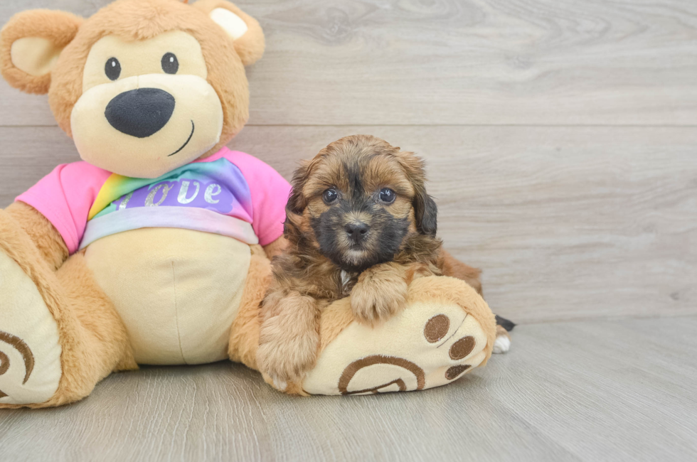 5 week old Shih Poo Puppy For Sale - Simply Southern Pups