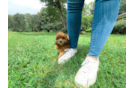 Shih Poo Puppy for Adoption