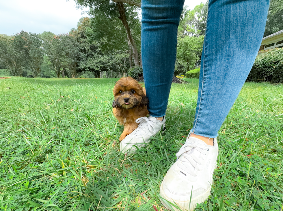 Shih Poo Puppy for Adoption