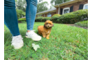 Cute Shih Poo Baby