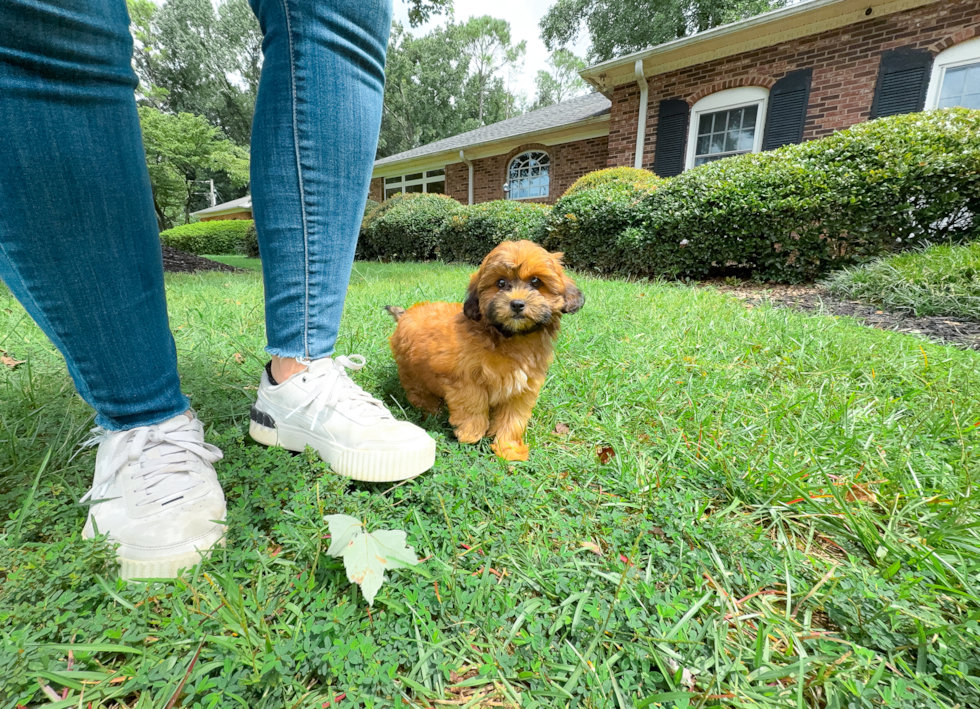 Cute Shih Poo Baby