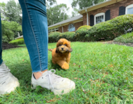 9 week old Shih Poo Puppy For Sale - Simply Southern Pups