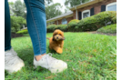 Cute Shih Poo Baby
