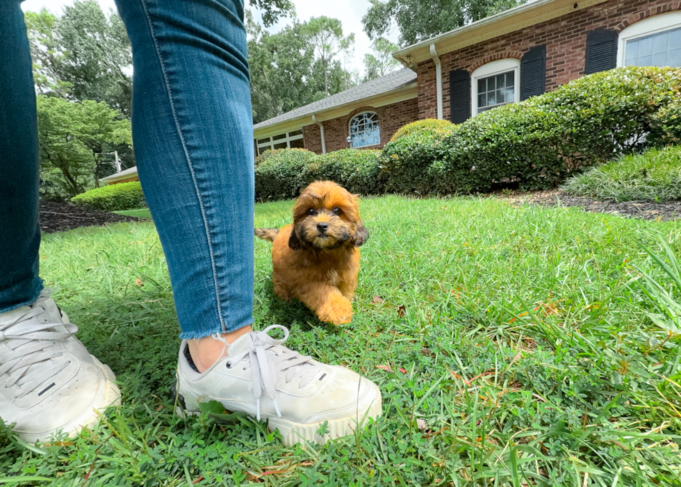 Cute Shih Poo Baby