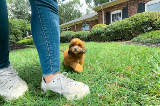 Cute Shih Poo Baby