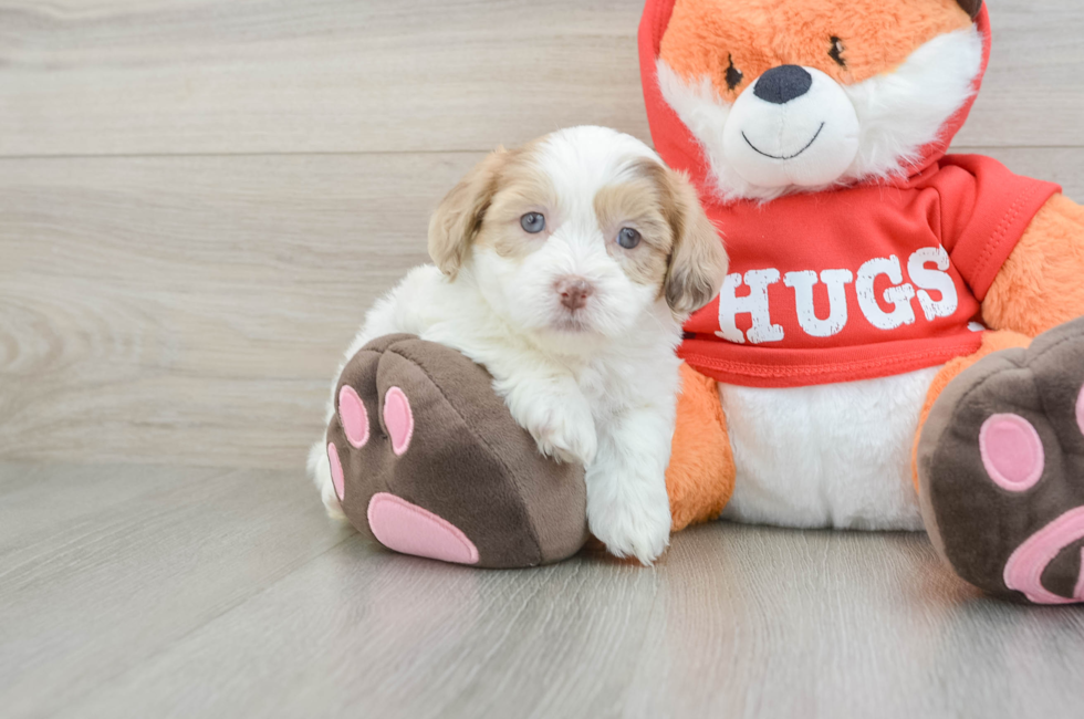 6 week old Shih Poo Puppy For Sale - Simply Southern Pups
