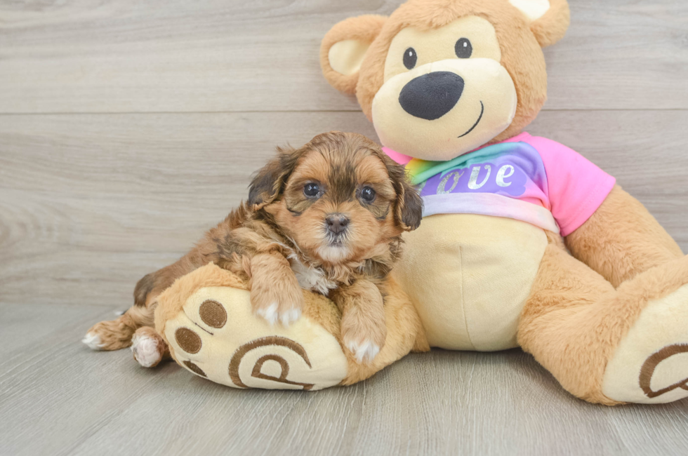 5 week old Shih Poo Puppy For Sale - Simply Southern Pups