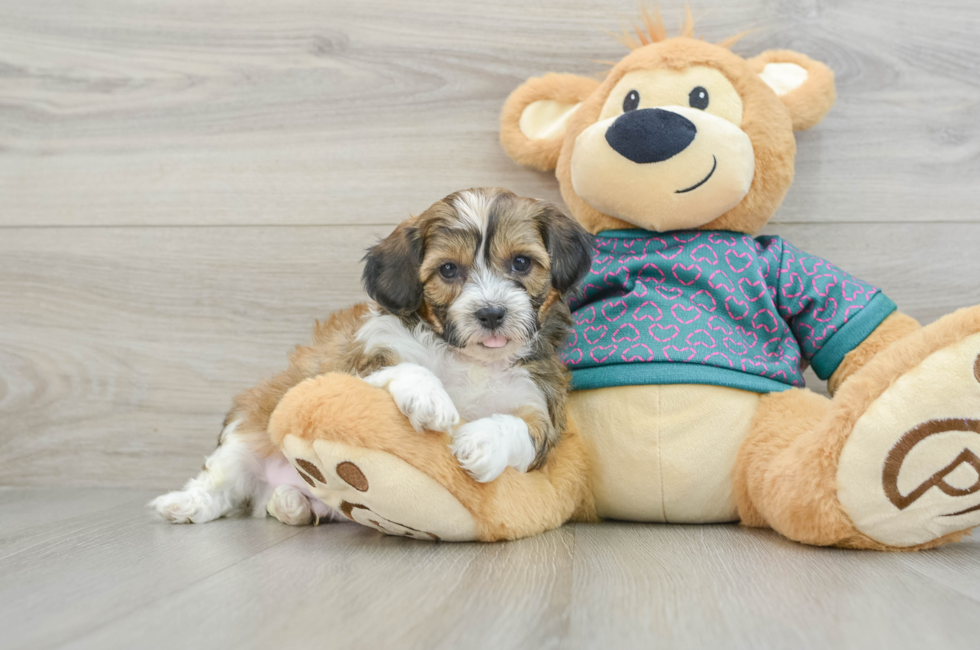 6 week old Shih Poo Puppy For Sale - Simply Southern Pups