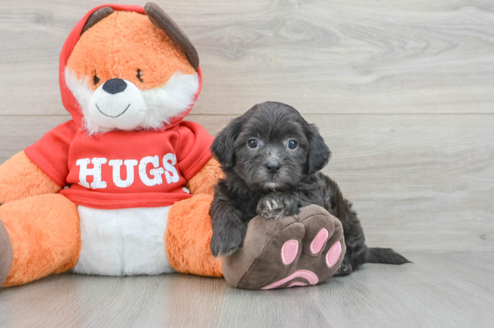 6 week old Shih Poo Puppy For Sale - Simply Southern Pups