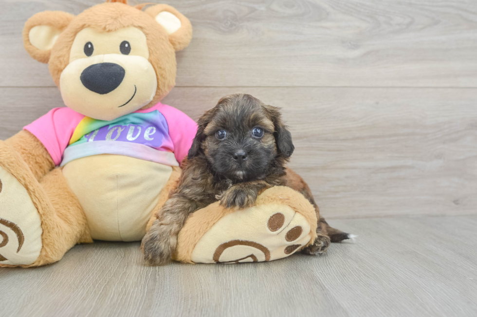 5 week old Shih Poo Puppy For Sale - Simply Southern Pups