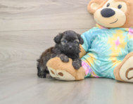 6 week old Shih Poo Puppy For Sale - Simply Southern Pups